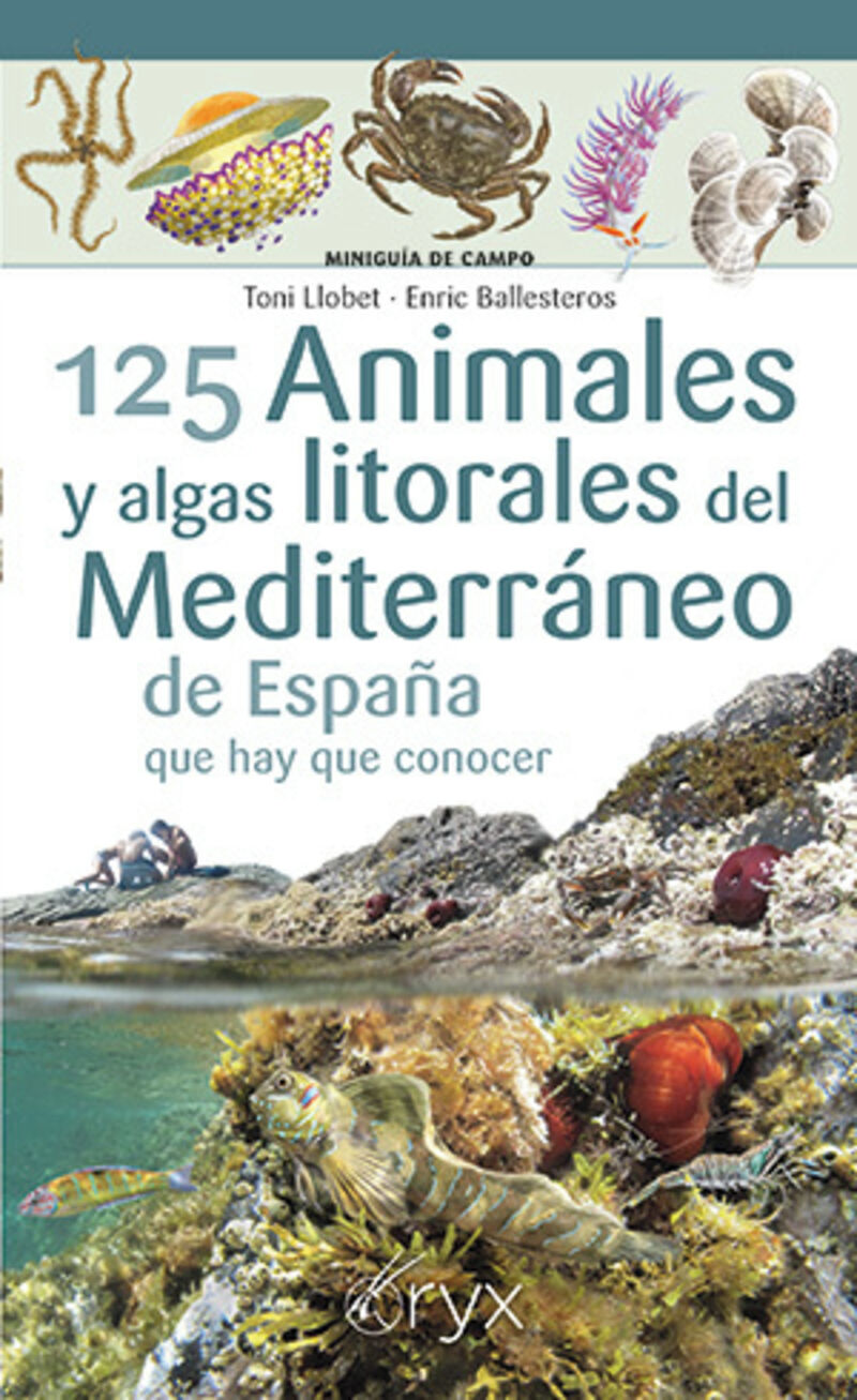 125 animales y algas litorales del mediterraneo de españa que hay que conocer - Toni Llobet / Enric Ballesteros
