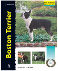 boston terrier (serie excellence) - Alma Bettencourt